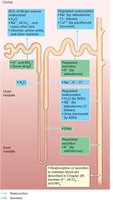 Summary of tubular reabsorption and secretion