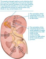 Osmotic gradient in the renal medulla