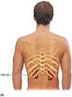 Position of the kidneys against the posterior body wall