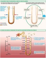 Medullary Osmotic Gradient