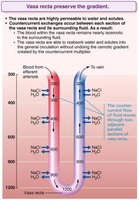 Countercurrent exchange