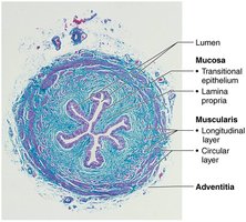 Cross section of the ureter wall