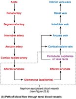 Path of blood flow through renal blood vessels