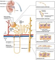 Location and structure of nephrons