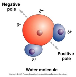 Polarity of water molecule