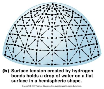 Surface tension created by hydrogen bonds