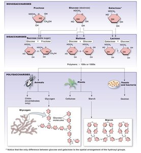 Carbohydrate structures: monosaccharides, disaccharides, polysaccharides