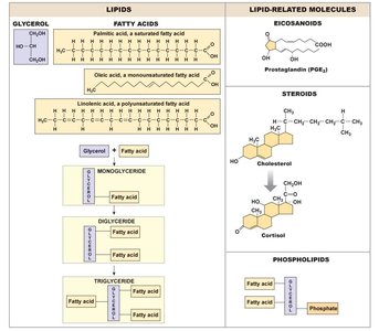 Lipid structures: fatty acids, steroids, phospholipids