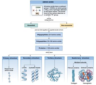 Amino acids and protein structure levels