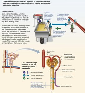 Anatomy & Physiology Urinary System Study Guide for Exams | Notes
