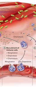 Step 4 of inflammation: delivery of plasma proteins