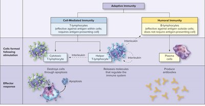 Adaptive immunity: cell-mediated and humoral branches
