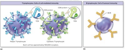 B-cell and T-cell receptors