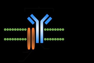 Gene rearrangement in B-cells for antibody diversity