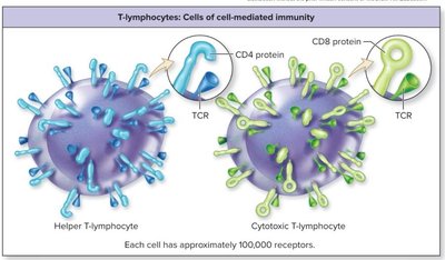 Helper and cytotoxic T-lymphocytes