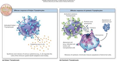 Antigen presentation by MHC molecules to T-cells