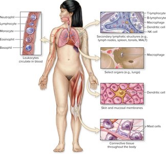 Distribution of immune cells in the human body