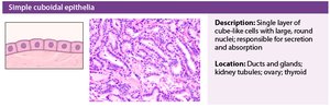 Simple cuboidal epithelium histology