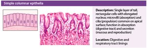 Simple columnar epithelium histology