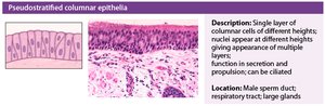 Pseudostratified columnar epithelium histology