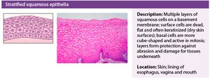 Stratified squamous epithelium histology