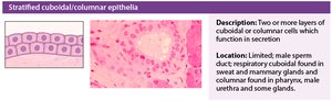 Stratified cuboidal/columnar epithelium histology