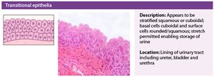 Transitional epithelium histology