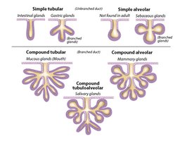 Exocrine gland diagram