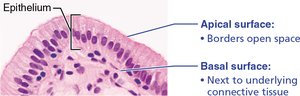 Epithelial tissue showing apical and basal surfaces