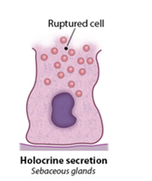 Holocrine secretion diagram