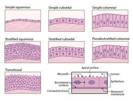 Classification of epithelial tissues by cell shape and layers