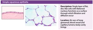 Simple squamous epithelium histology