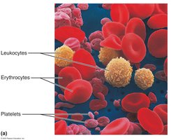 Microscopic image of blood cells