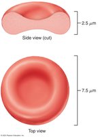 Red blood cells in capillary