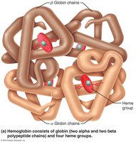 Structure of hemoglobin showing globin chains and heme groups