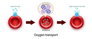 Oxygen transport by red blood cells