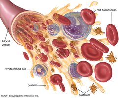 Diagram of blood components: red blood cells, white blood cells, platelets, and plasma