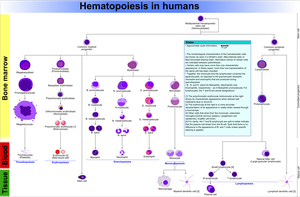 Hematopoiesis chart showing blood cell lineages