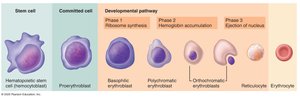Stages of erythropoiesis from stem cell to erythrocyte