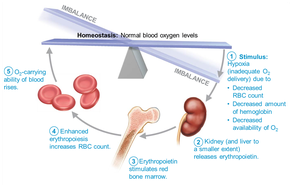 Erythropoietin mechanism for regulating erythropoiesis