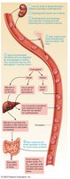 Life cycle of red blood cells