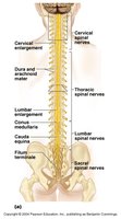 Labeled diagram of the spinal cord showing cervical and lumbar enlargements, conus medullaris, cauda equina, and filum terminale