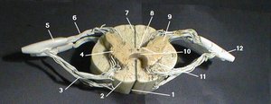 Labeled cross-section of spinal cord showing white matter, gray matter, roots, and central canal
