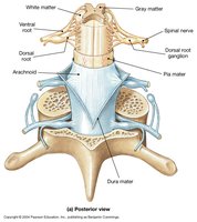 Posterior view of spinal cord with meninges labeled