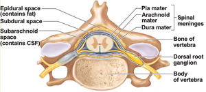 Cross-section of vertebra and spinal cord showing meninges, epidural space, and subarachnoid space