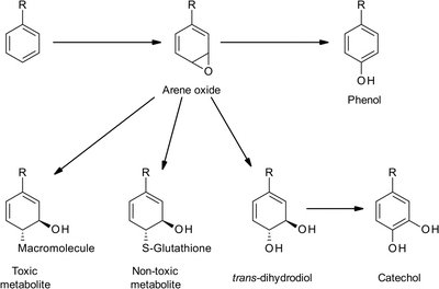Possible products of CYP450 catalyzed aromatic oxidation