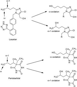 Examples of ω and ω-1 oxidation catalyzed by CYP450 enzymes