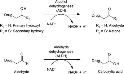 Alcohol and aldehyde dehydrogenase reactions