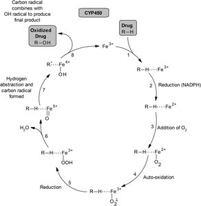 Mechanism of CYP450 enzymatic oxidation