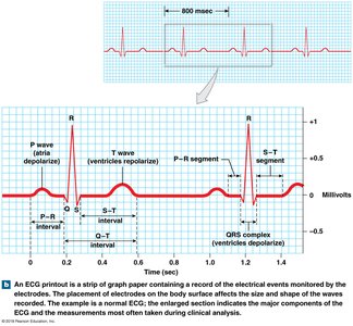 Anatomy & Physiology Heart Conduction Study Guide | Notes